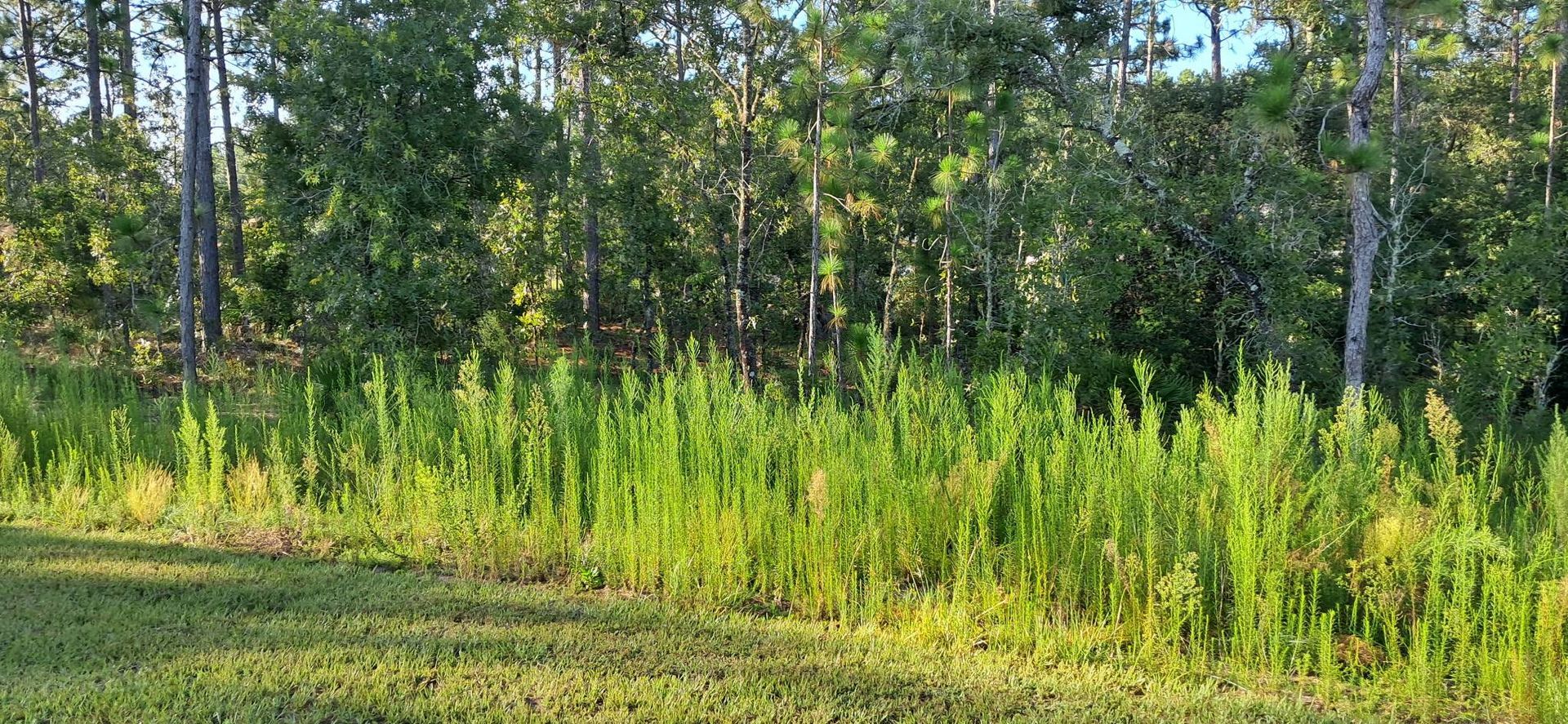 Lush green grass and foliage border a dense forest under sunlight.