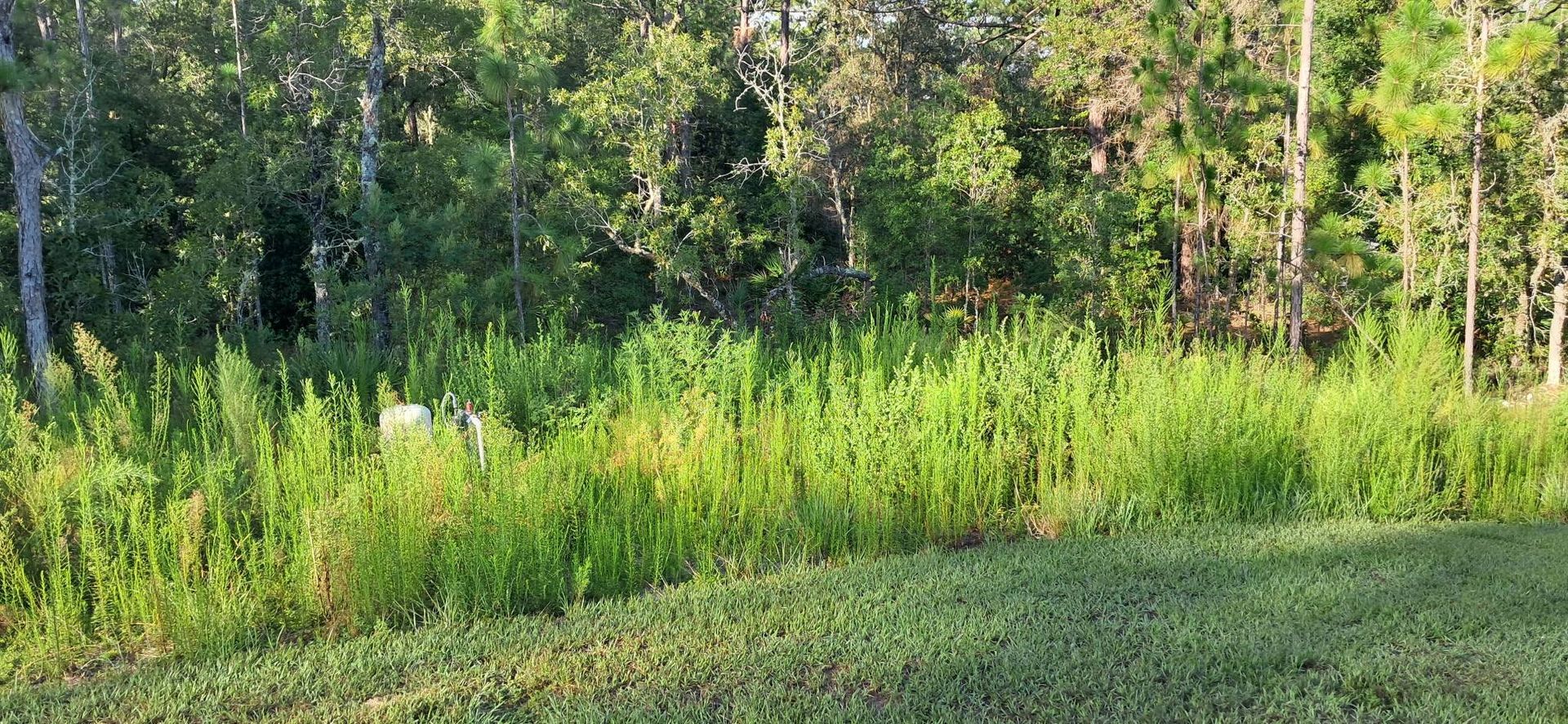 Grassy landscape with a dense, green treeline in the background.