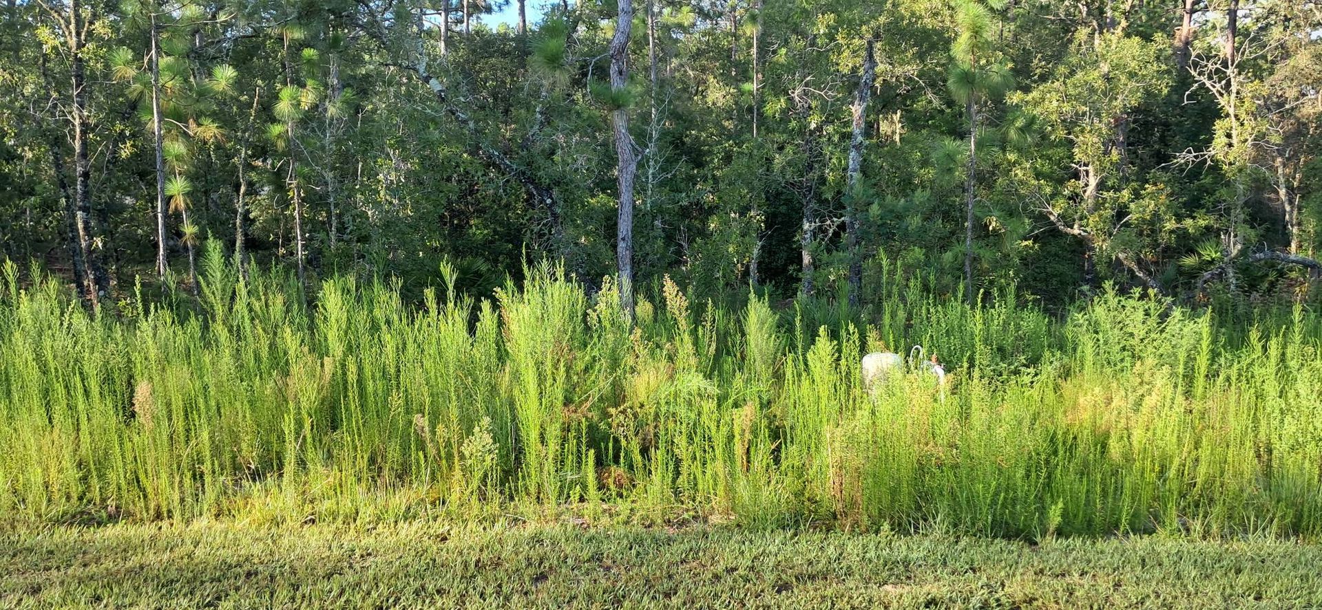 Tall green grass in a field with a forest of trees in the background.