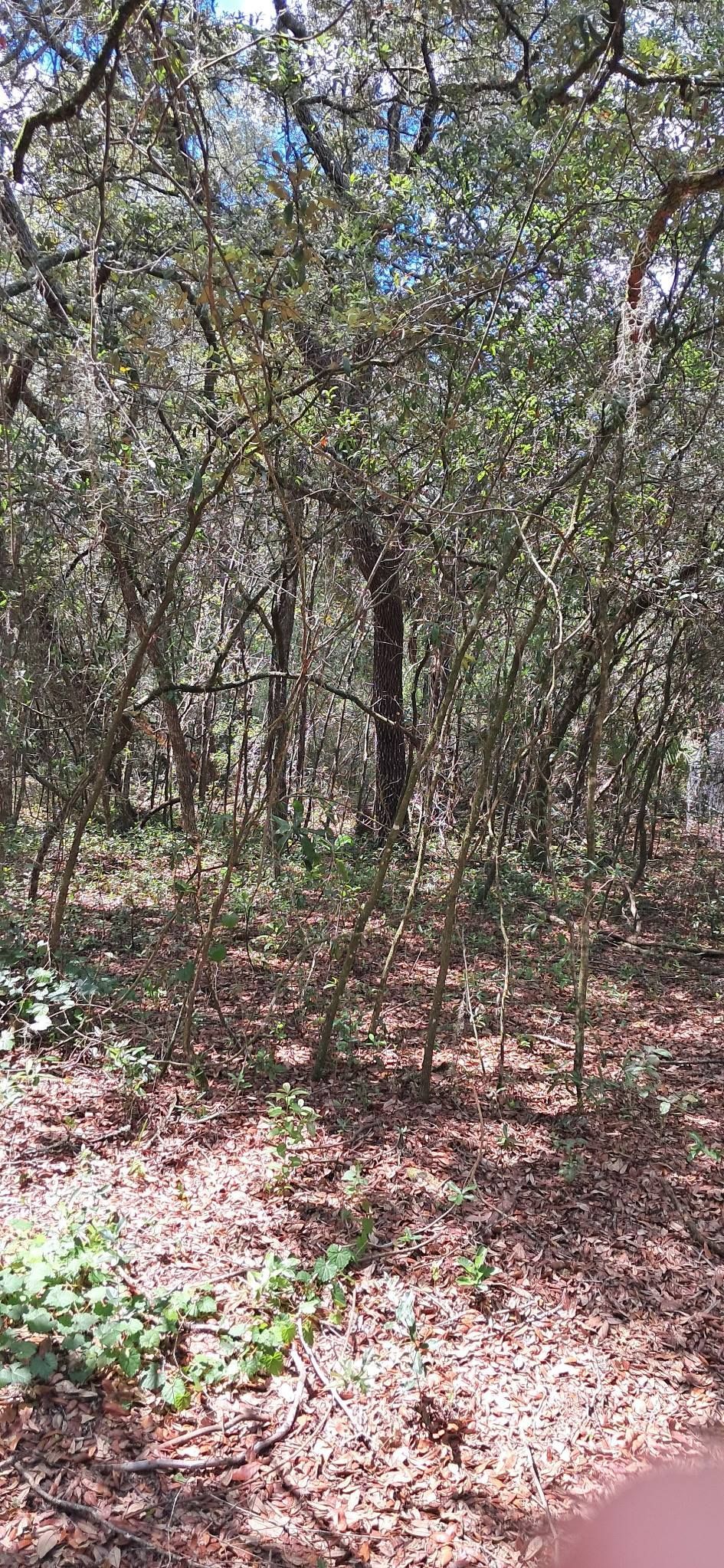 A wooded trail, leading into a dense forest, sunlight filters through the trees.