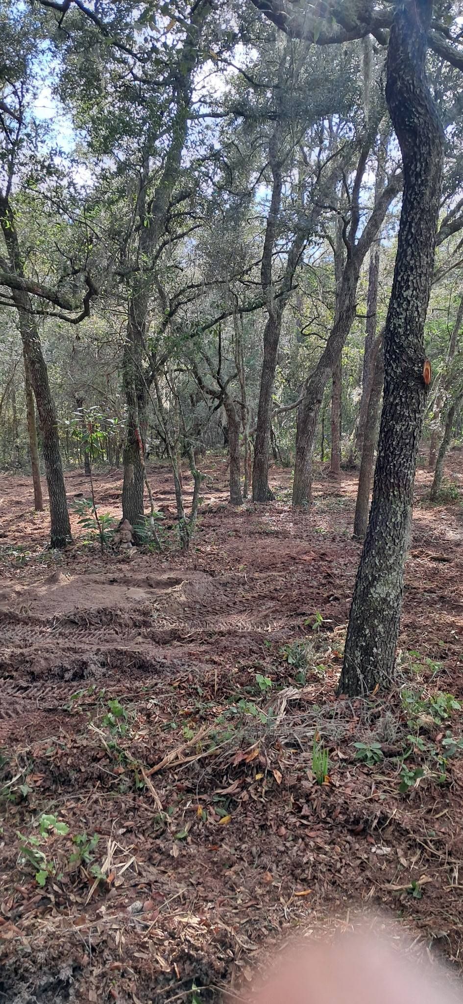 A forest with many tall trees, green leaves, and a brown forest floor.