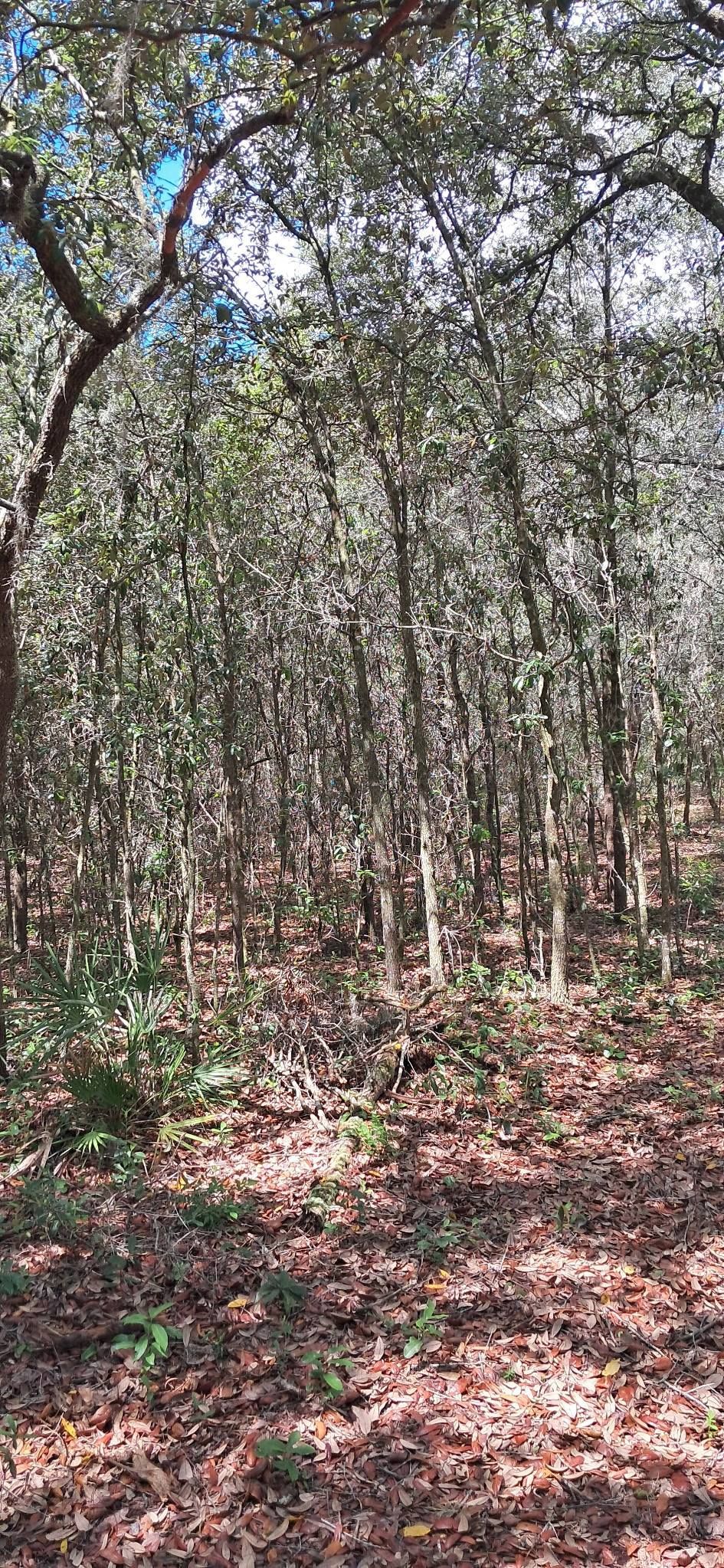 View of a dense forest interior with sunlight dappling through trees. Brown leaves cover the ground.