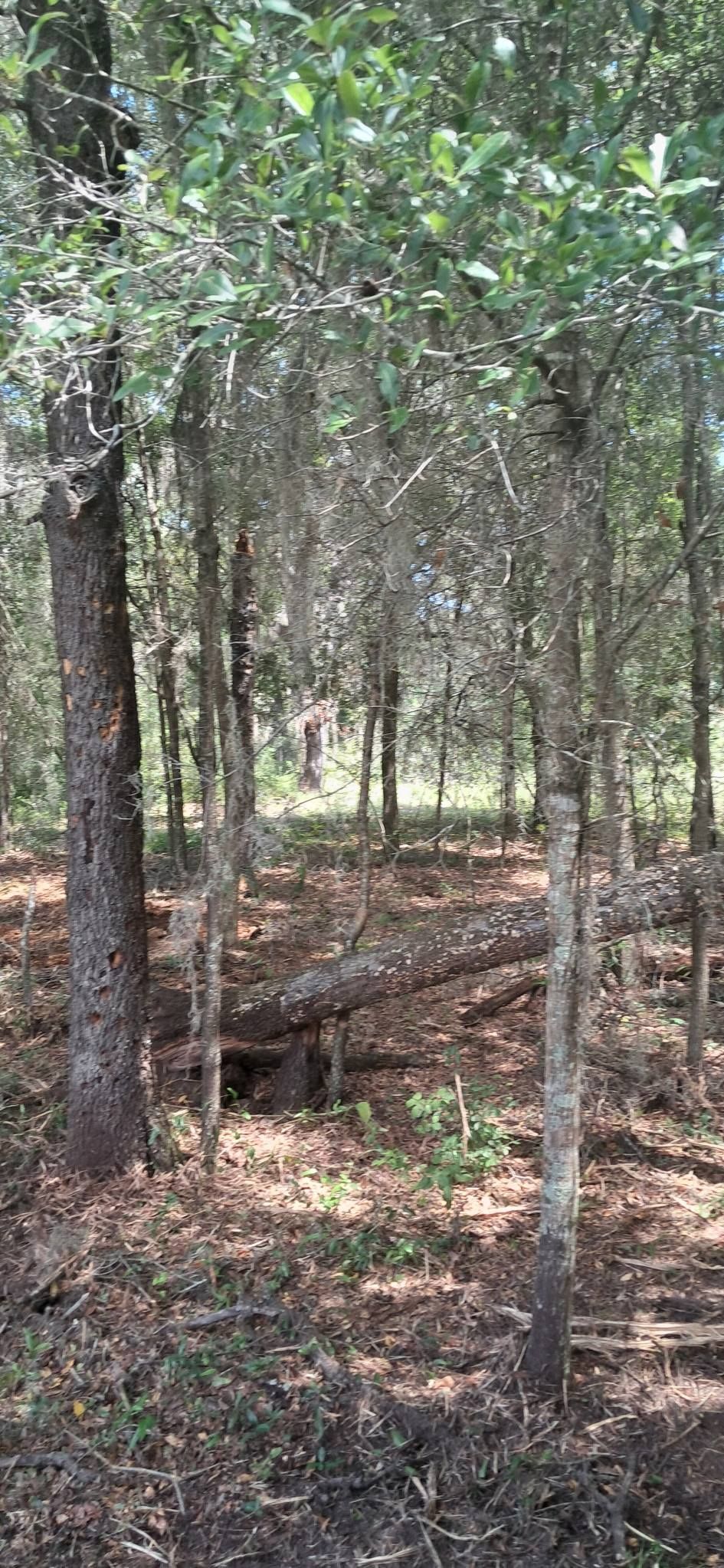 Forest scene with trees, fallen leaves, and sunlight.