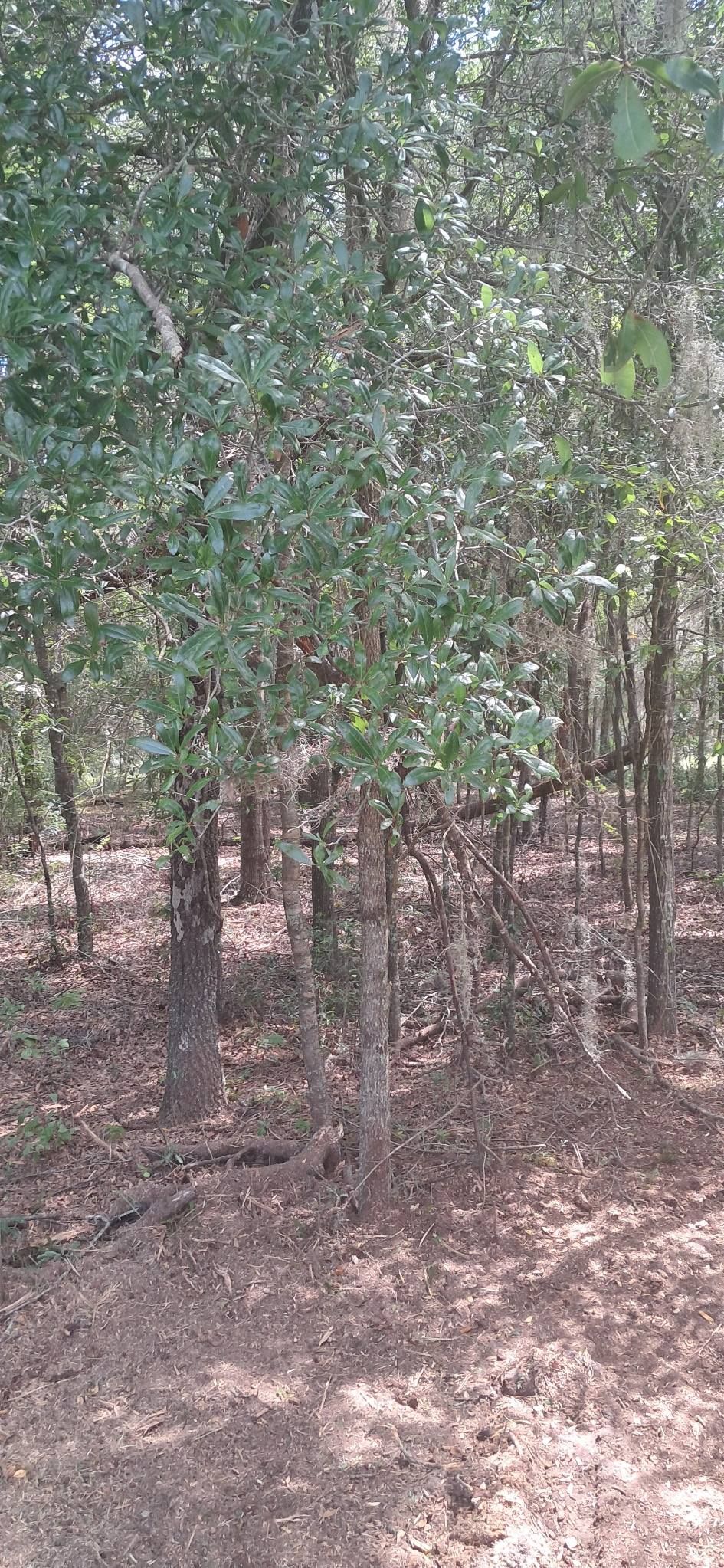 Forest scene with trees, dirt path, and foliage.