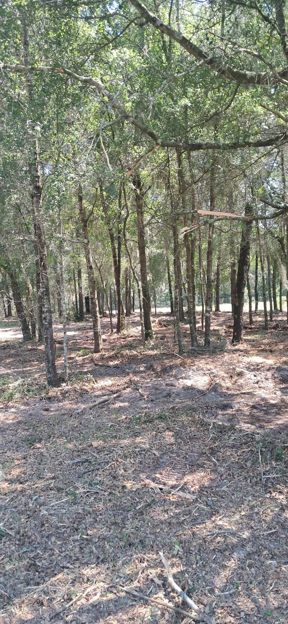 A forest path with tall trees and leaves scattered on the ground.