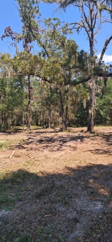 Open field with trees, blue sky, and Spanish moss. Sunny day.