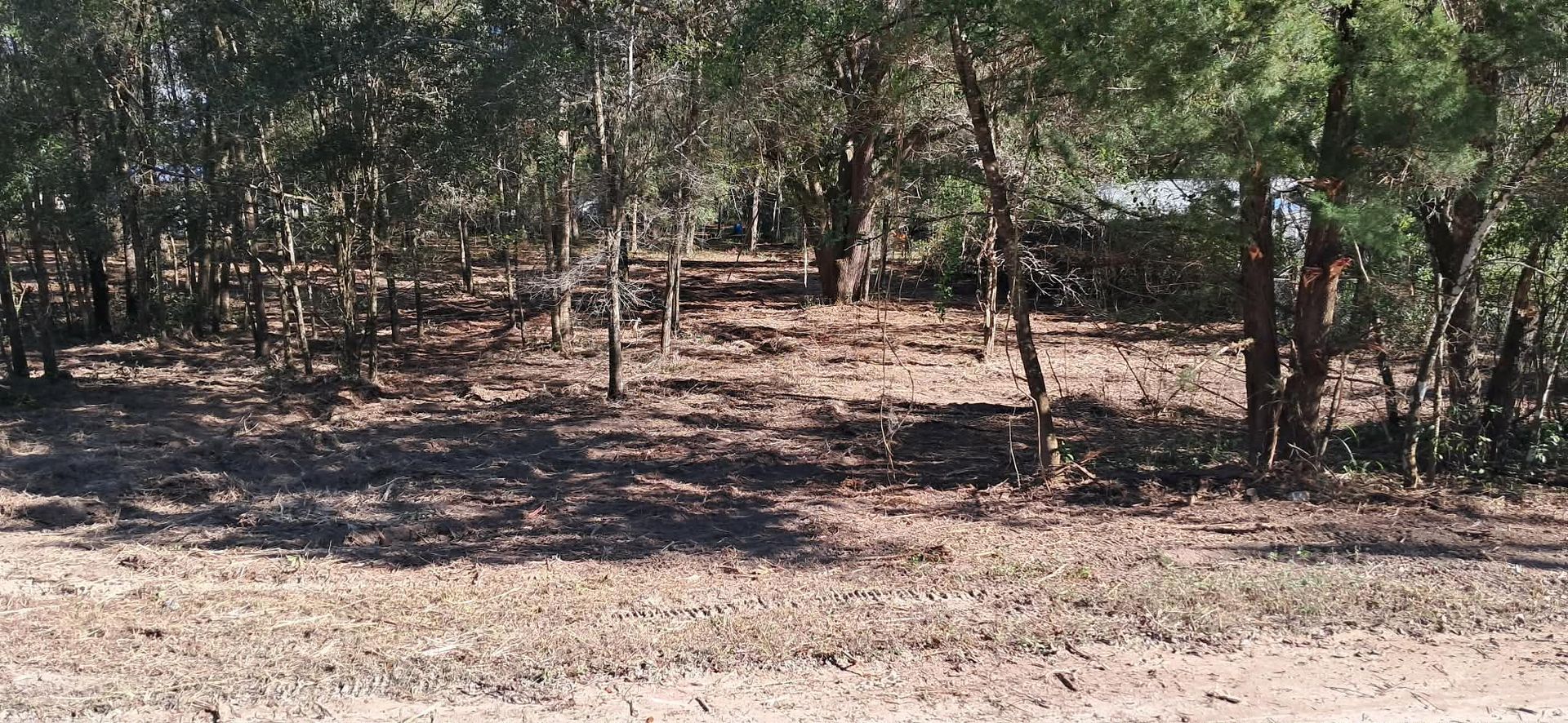 Brown, dry ground in a forest setting with a few trees.