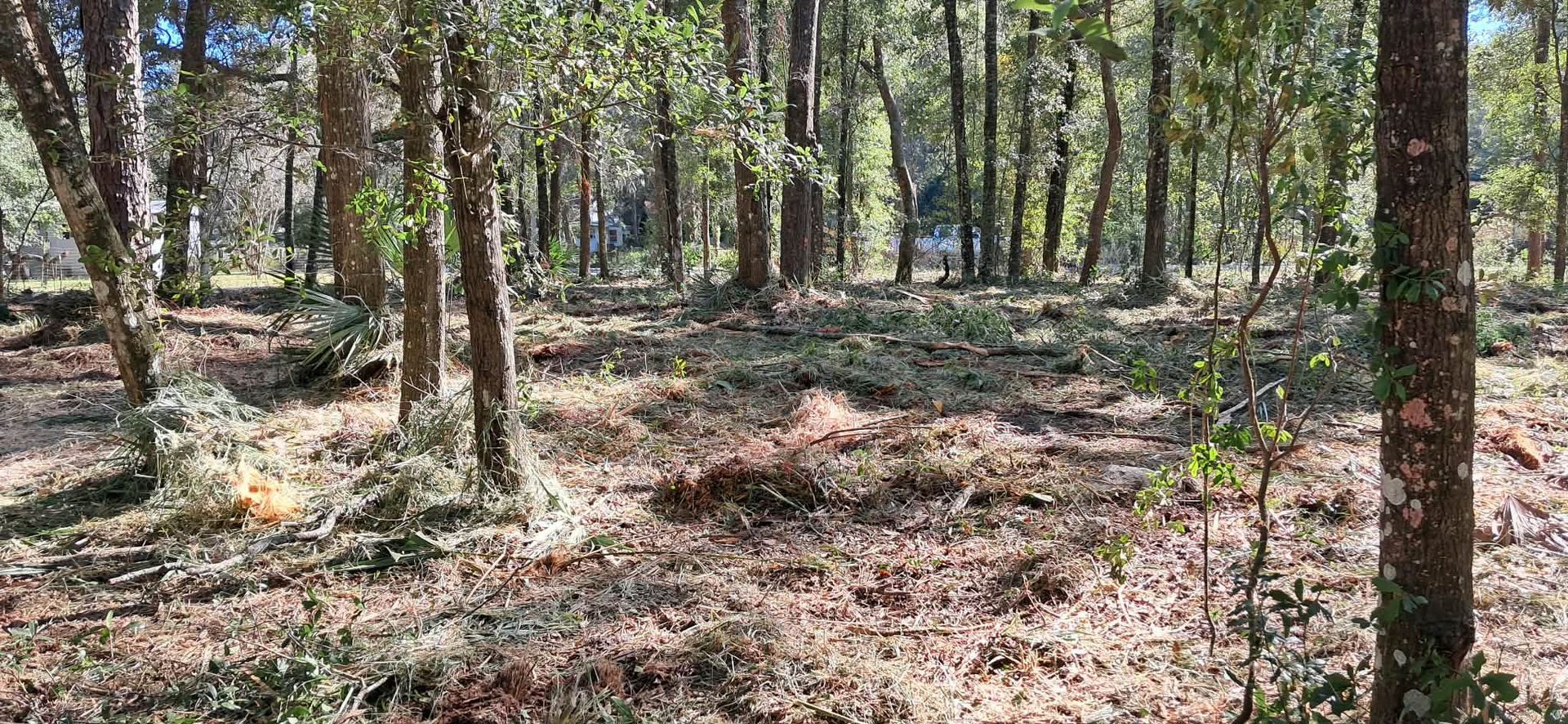 Forest clearing, littered with fallen leaves and branches; tall trees in the background.