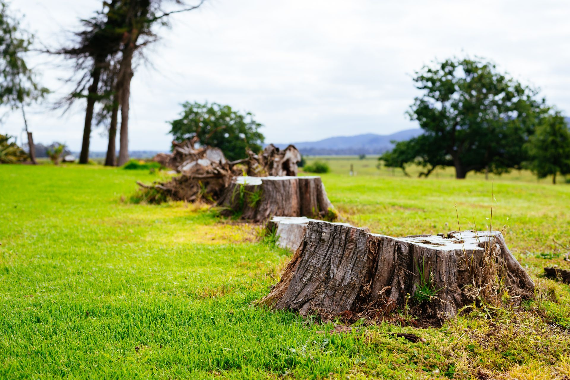 Cut tree stumps in a bright green field with trees and distant hills under a cloudy sky Cut tree stumps in a bright green field with trees and distant hills under a cloudy sky