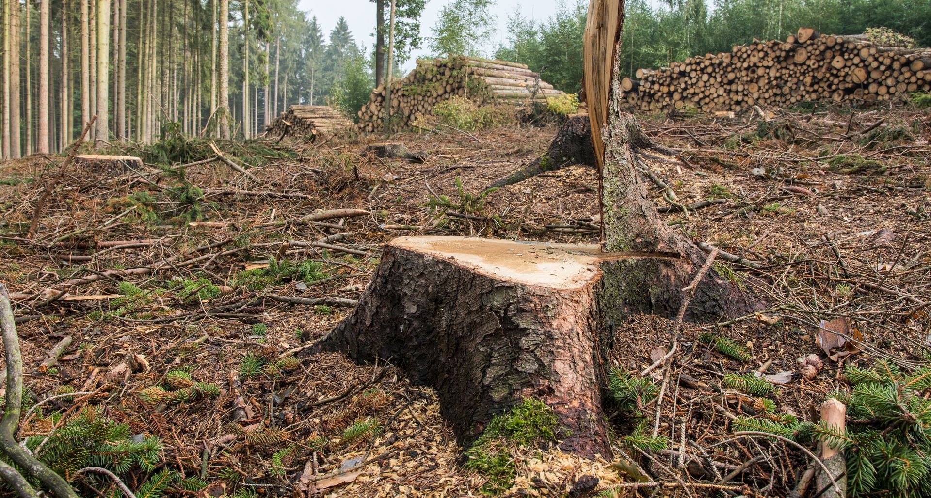 Tree stump in a logged forest with cut branches and tall trees in the background Tree stump in a logged forest with cut branches and tall trees in the background