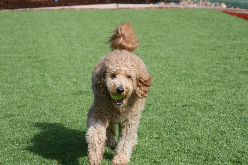 pet-safe-turf-grass