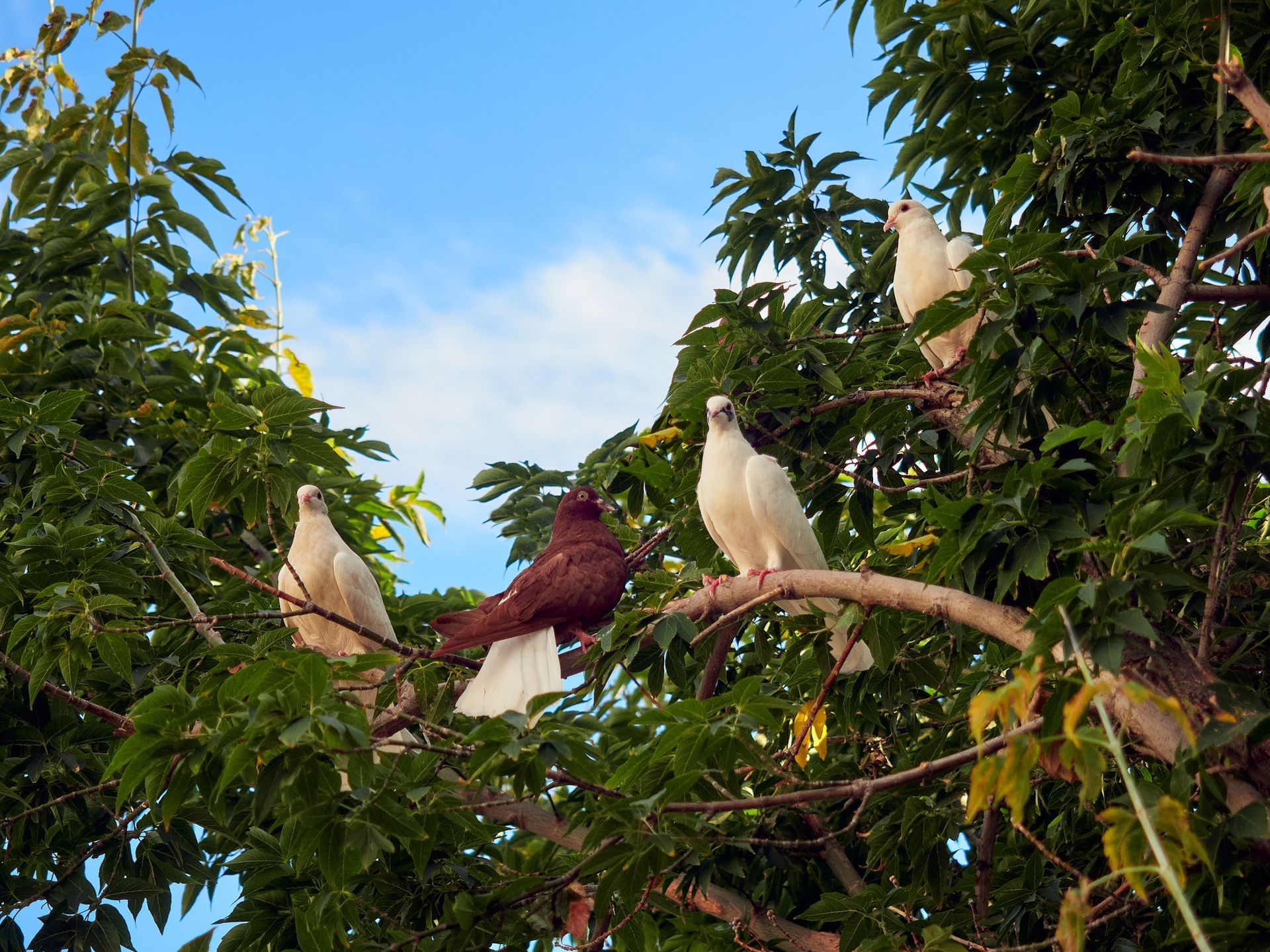 Bird Control in Red Deer, AB