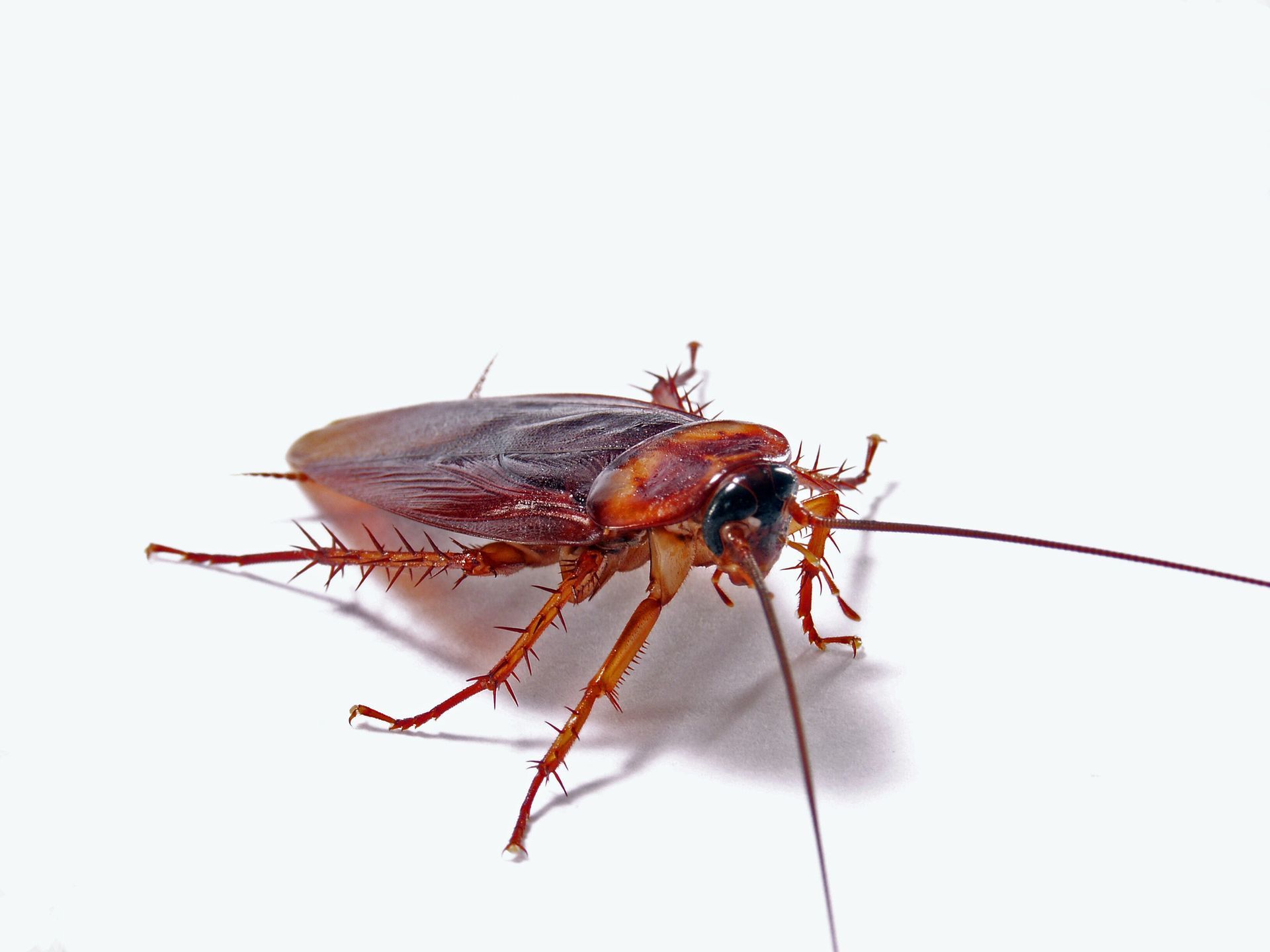 Cockroach Control in Red Deer, AB