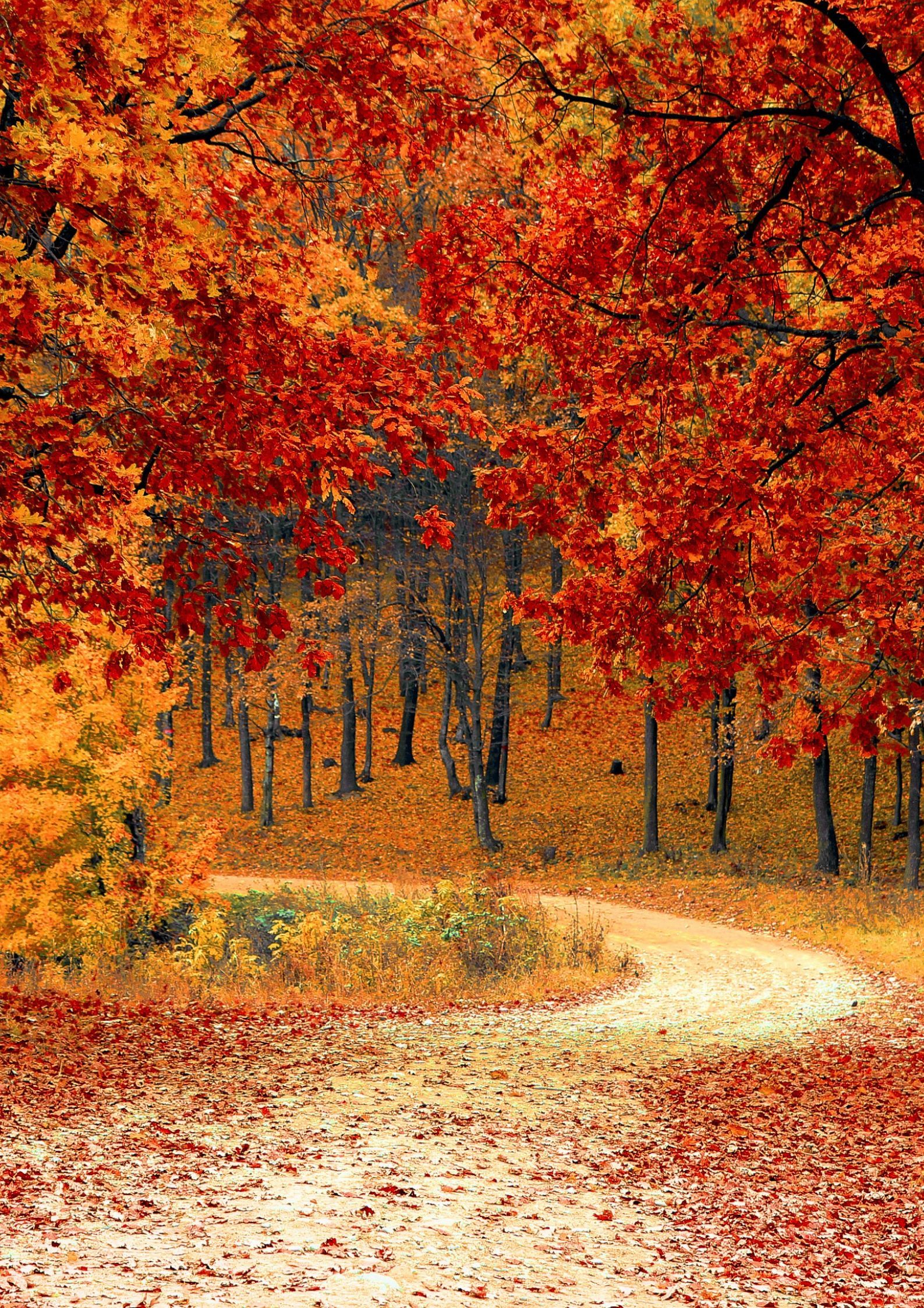 Winding path through a vibrant autumn forest; red and orange leaves canopy the scene.