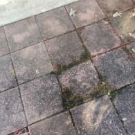 A section of gray stone patio tiles with moss and small weeds growing in the gaps between them.