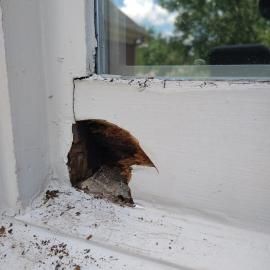 A hole in a white wooden window frame shows dark, damaged wood and debris inside.