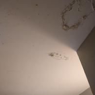 A white ceiling with discolored brown and grey water stains or mold growth in the corner of a room.