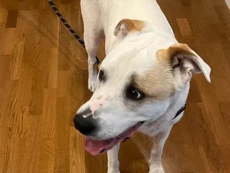 A white dog with tan markings on its ears and face looks up with a happy expression while standing on a hardwood floor.