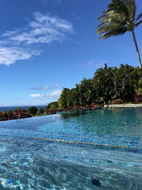 A pool with a palm tree and a blue sky.