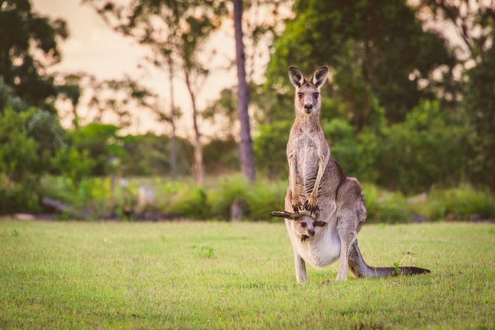 Kangaroos in the Wild — Removals And Storage in Helensvale, NSW