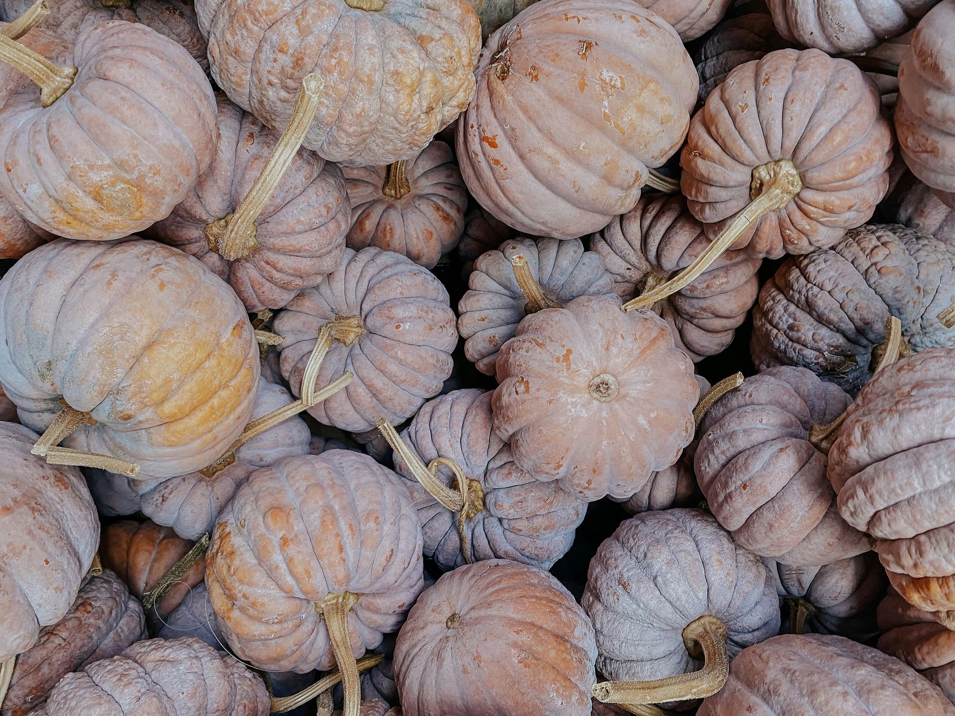 Pile of small, tan pumpkins with ridged surfaces, many with dried stems.