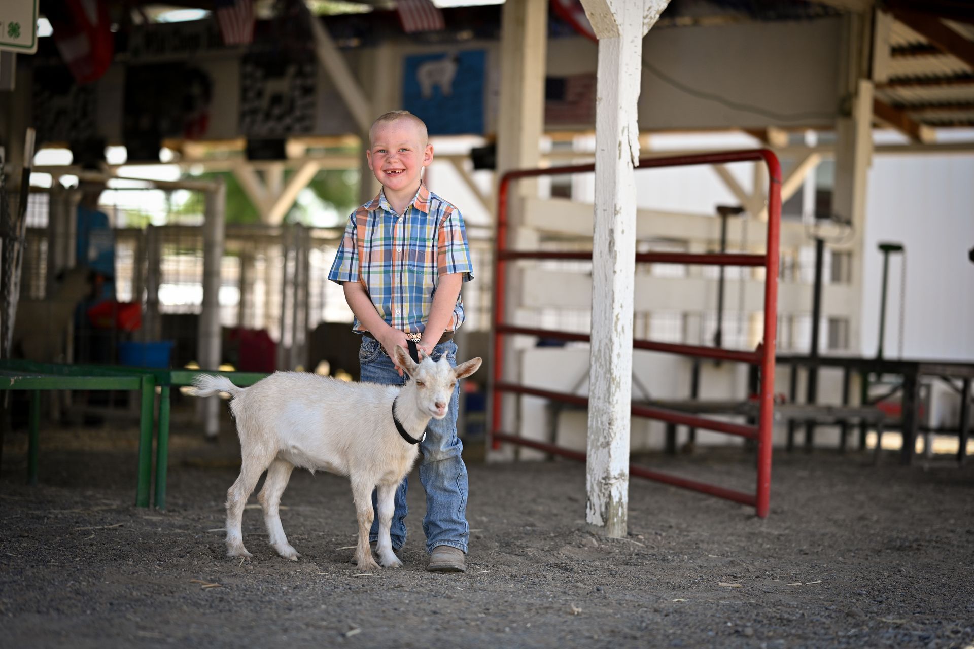 A young boy is standing next to a small white goat.