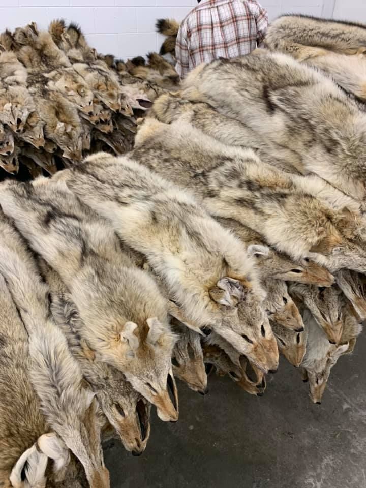 Pile of coyote pelts, mostly tan and gray, in an indoor setting. A person in plaid shirt is standing in the background.