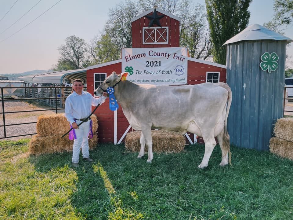 Young person in white outfit with a light gray cow at Elmore County Fair.