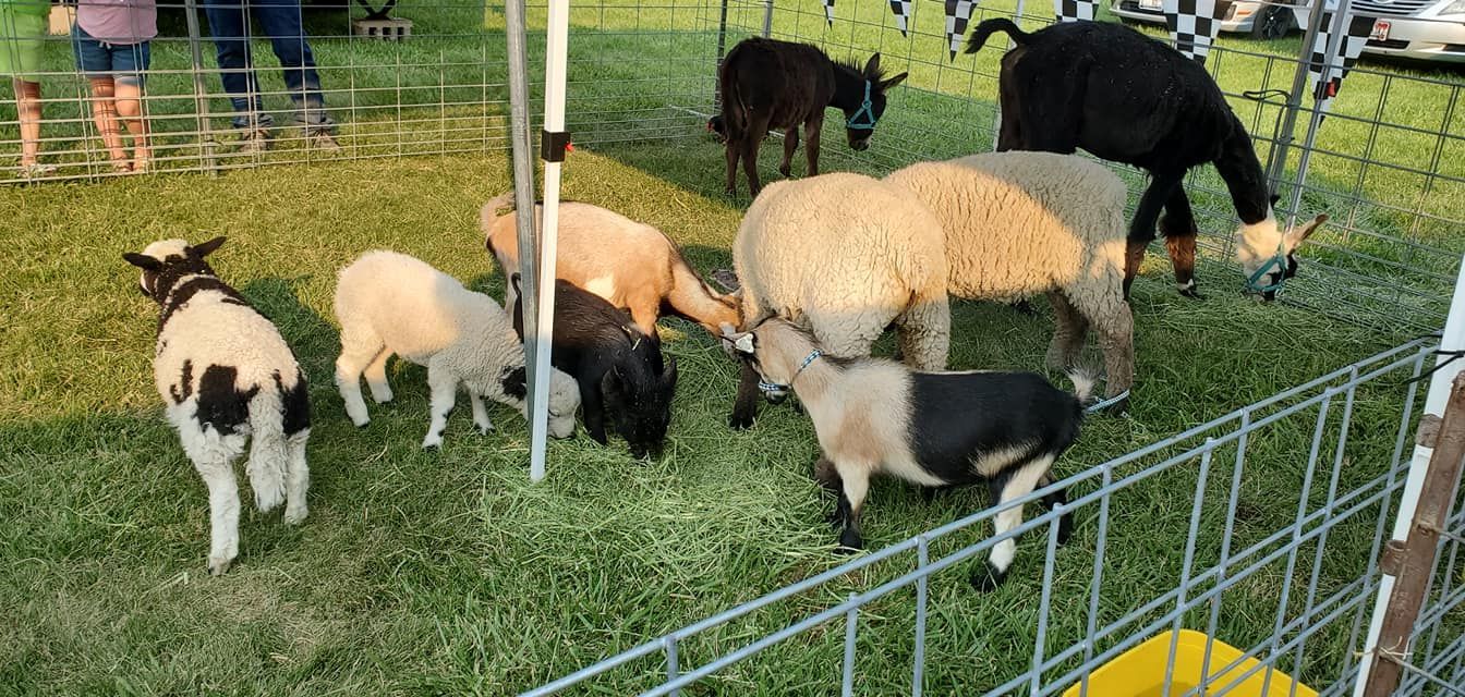 A herd of sheep and goats grazing in a field behind a fence.