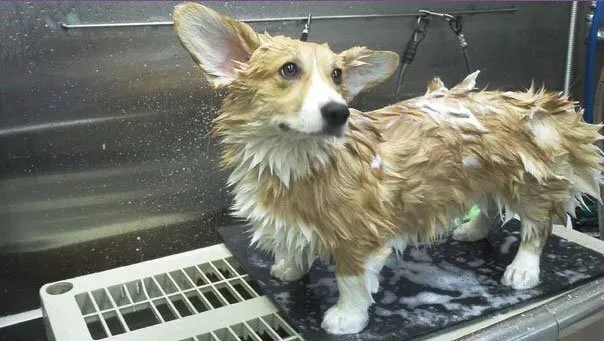 Wet Dog | Brookline, MA | No Bones About It