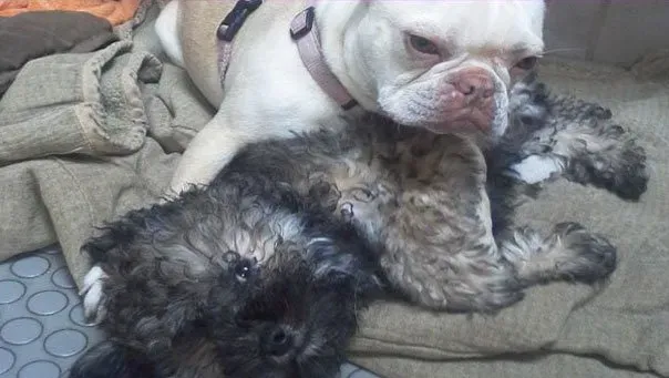 Two Curly Dog | Brookline, MA | No Bones About It