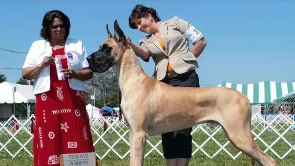 Big Dog With A Woman Beside | Brookline, MA | No Bones About It