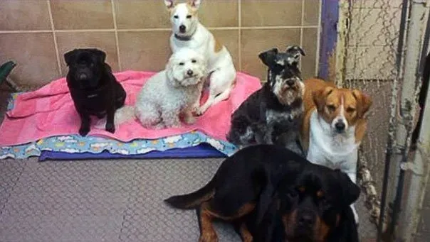 A Group Of Dog | Brookline, MA | No Bones About It