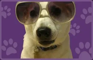 Dog With Sunglass | Brookline, MA | No Bones About It