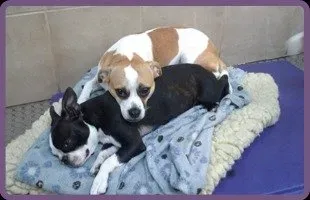 Two Dog Sleeping | Brookline, MA | No Bones About It