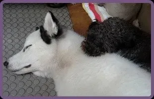 Black And White Dog | Brookline, MA | No Bones About It