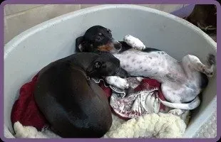 Two Dog In A Tab | Brookline, MA | No Bones About It