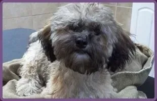 Cute Dog | Brookline, MA | No Bones About It