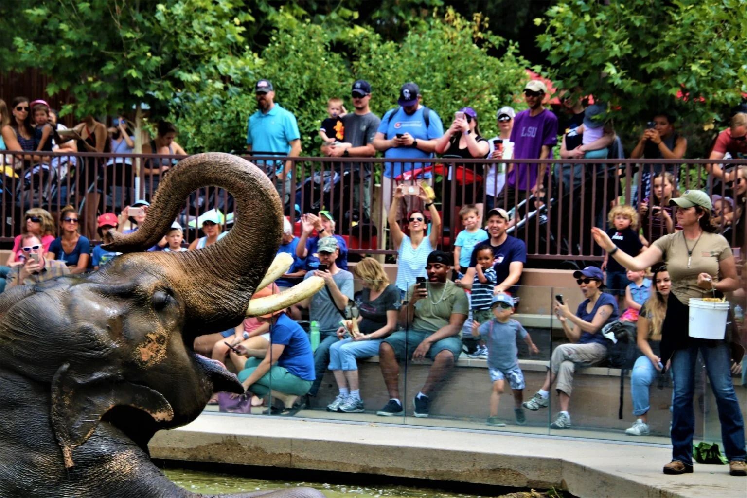An elephant with its trunk raised performs in front of a seated audience and a presenter at an outdoor zoo exhibit.