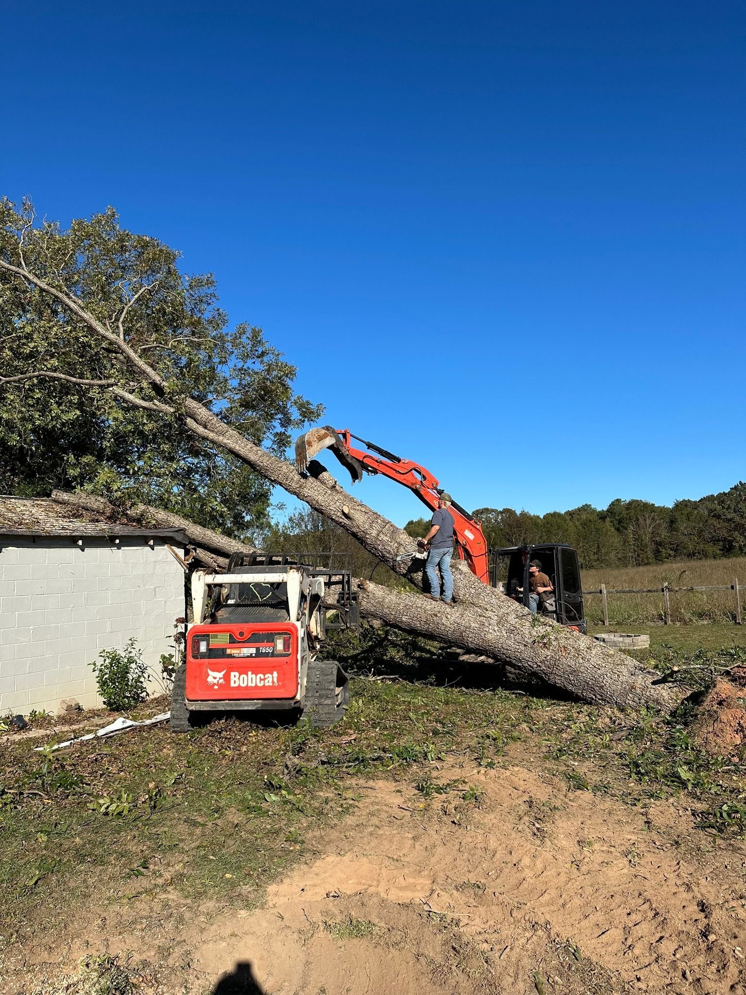 An orange excavator and white Bobcat removing a large tree from the side of a building under a blue sky.