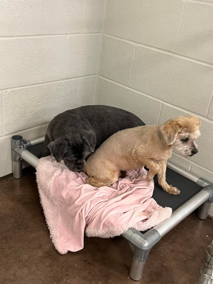two dogs are laying on a bed with a pink blanket .