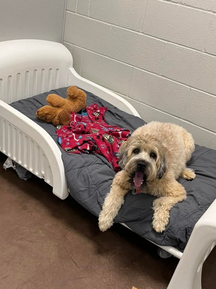 a dog is laying on a bed next to a teddy bear .