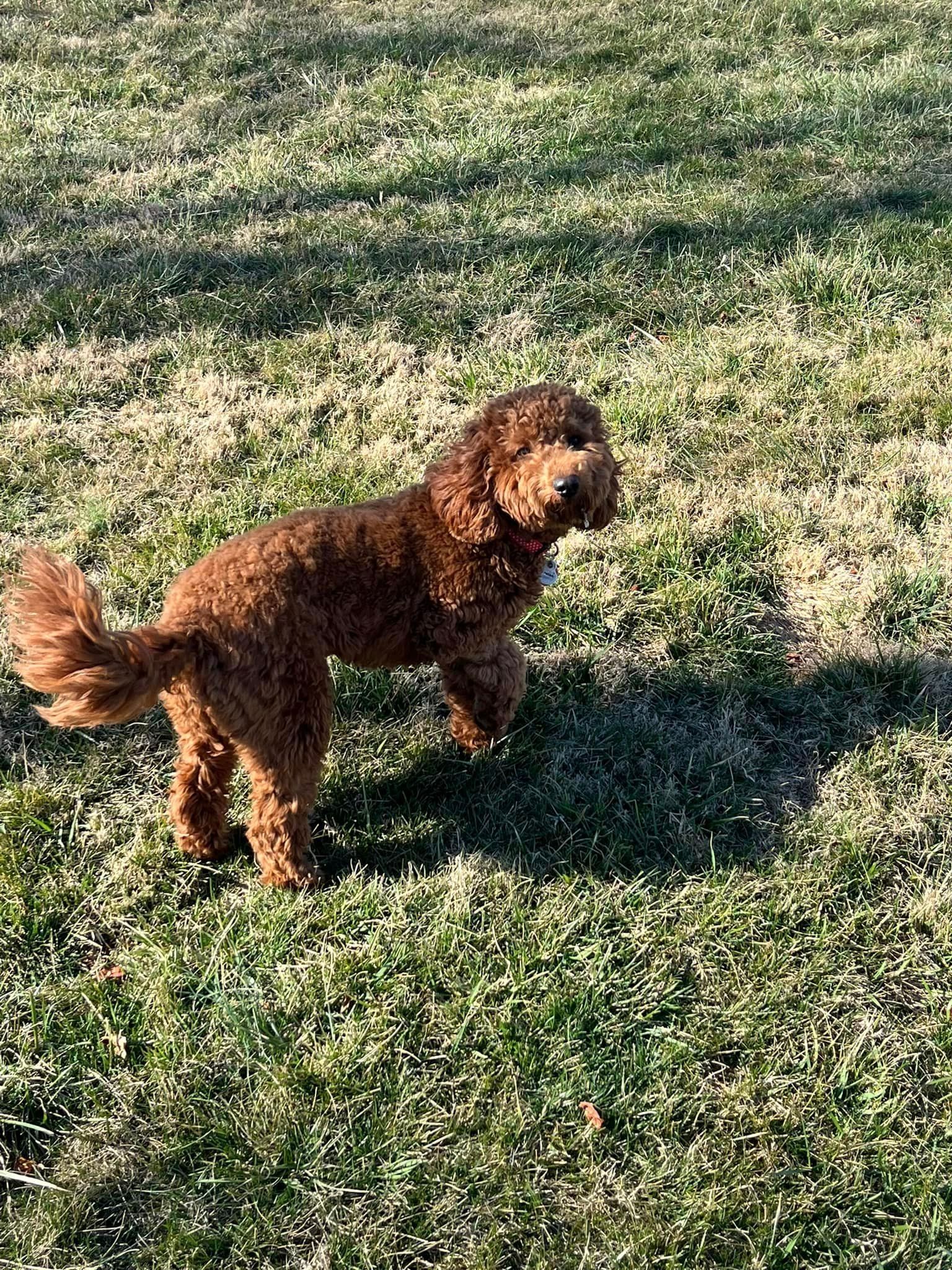 a brown dog is standing on its hind legs in a grassy field .