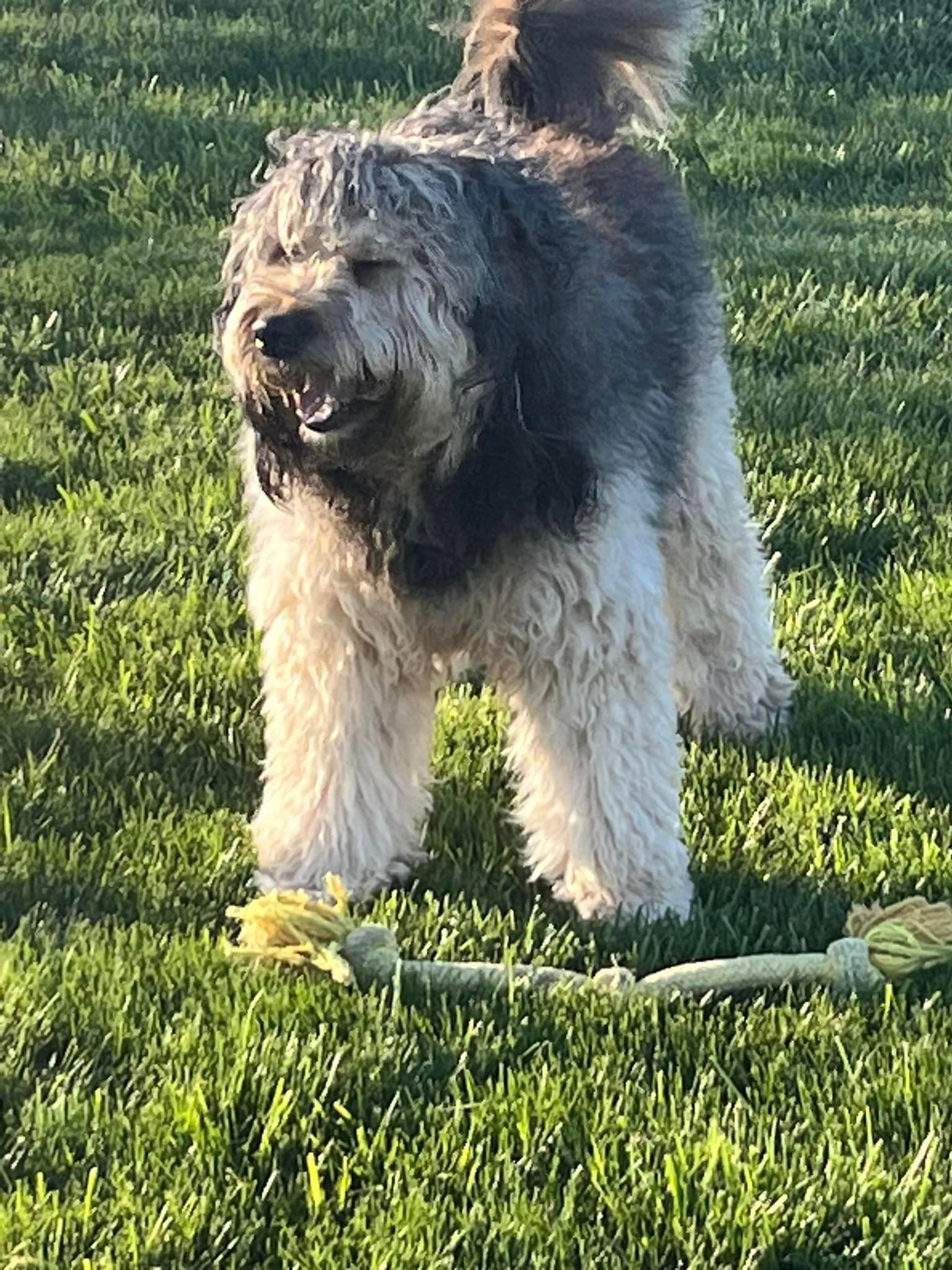 a dog is standing in the grass with a toy in its mouth .