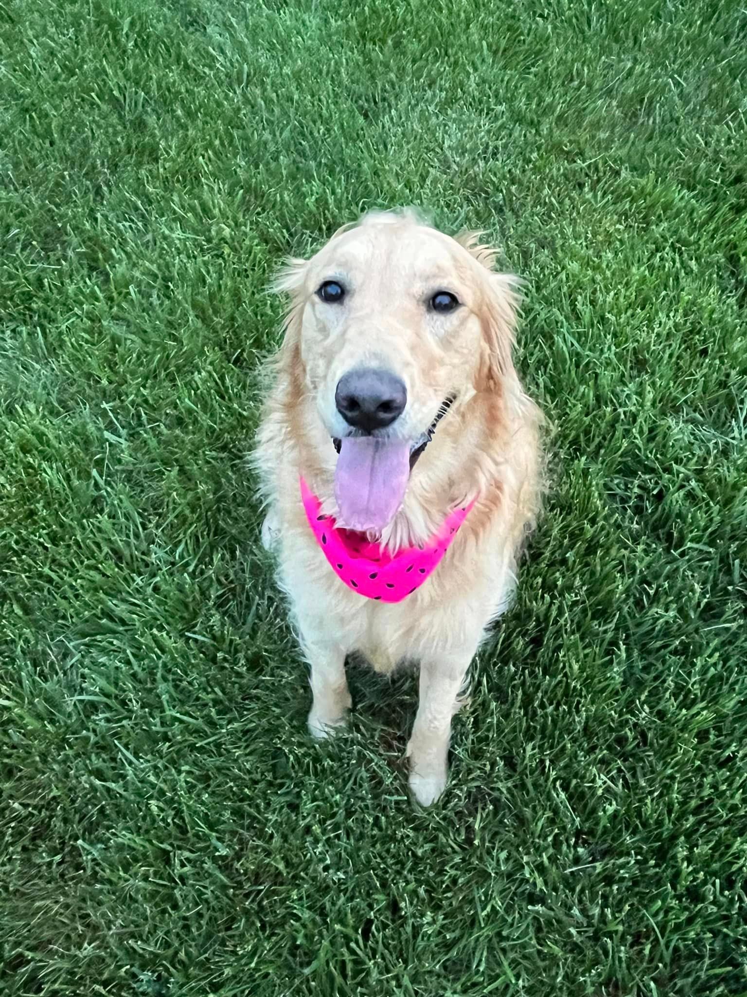 a dog wearing a pink bandana is standing in the grass .