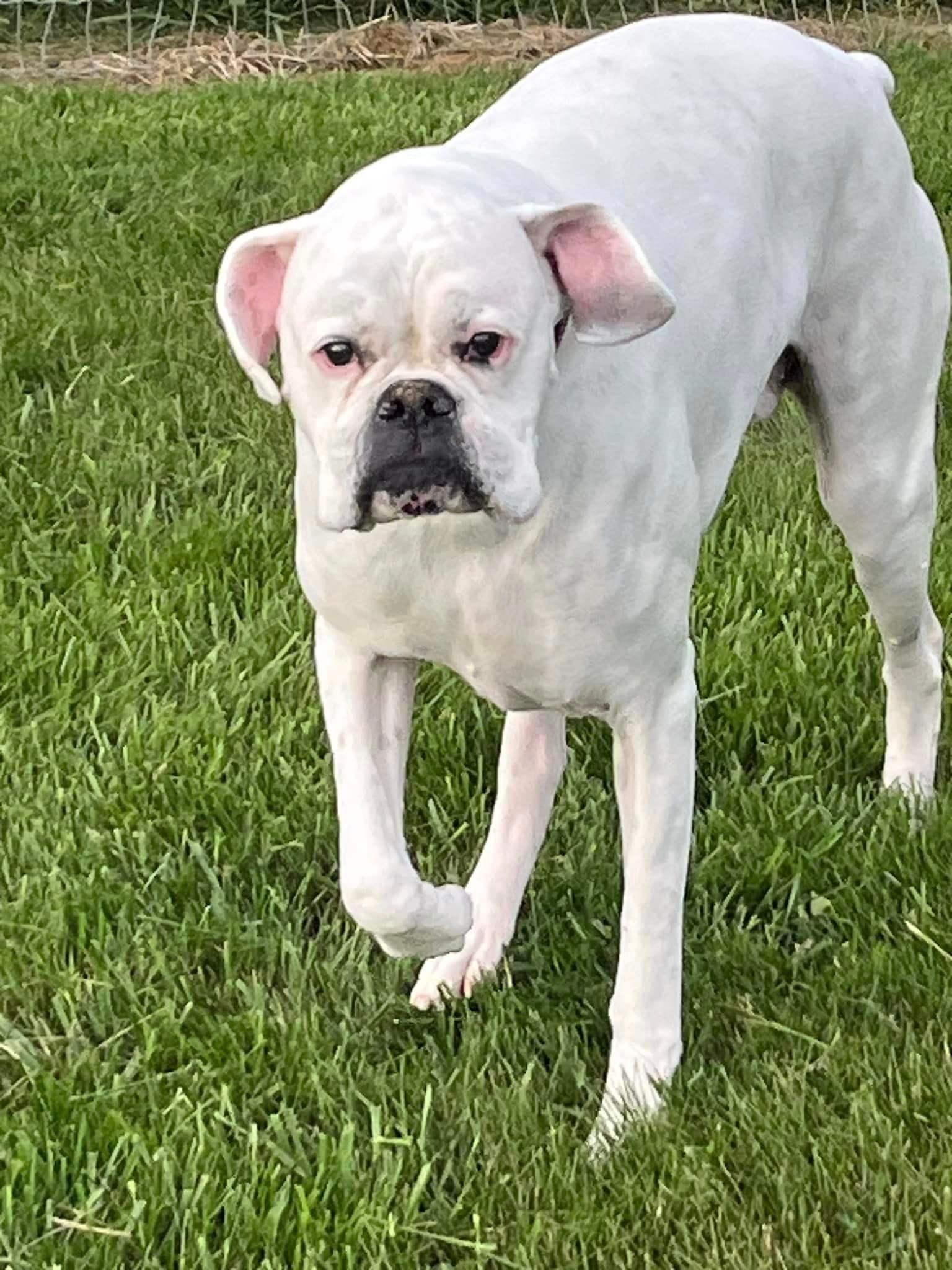 a white dog is standing in the grass and looking at the camera .