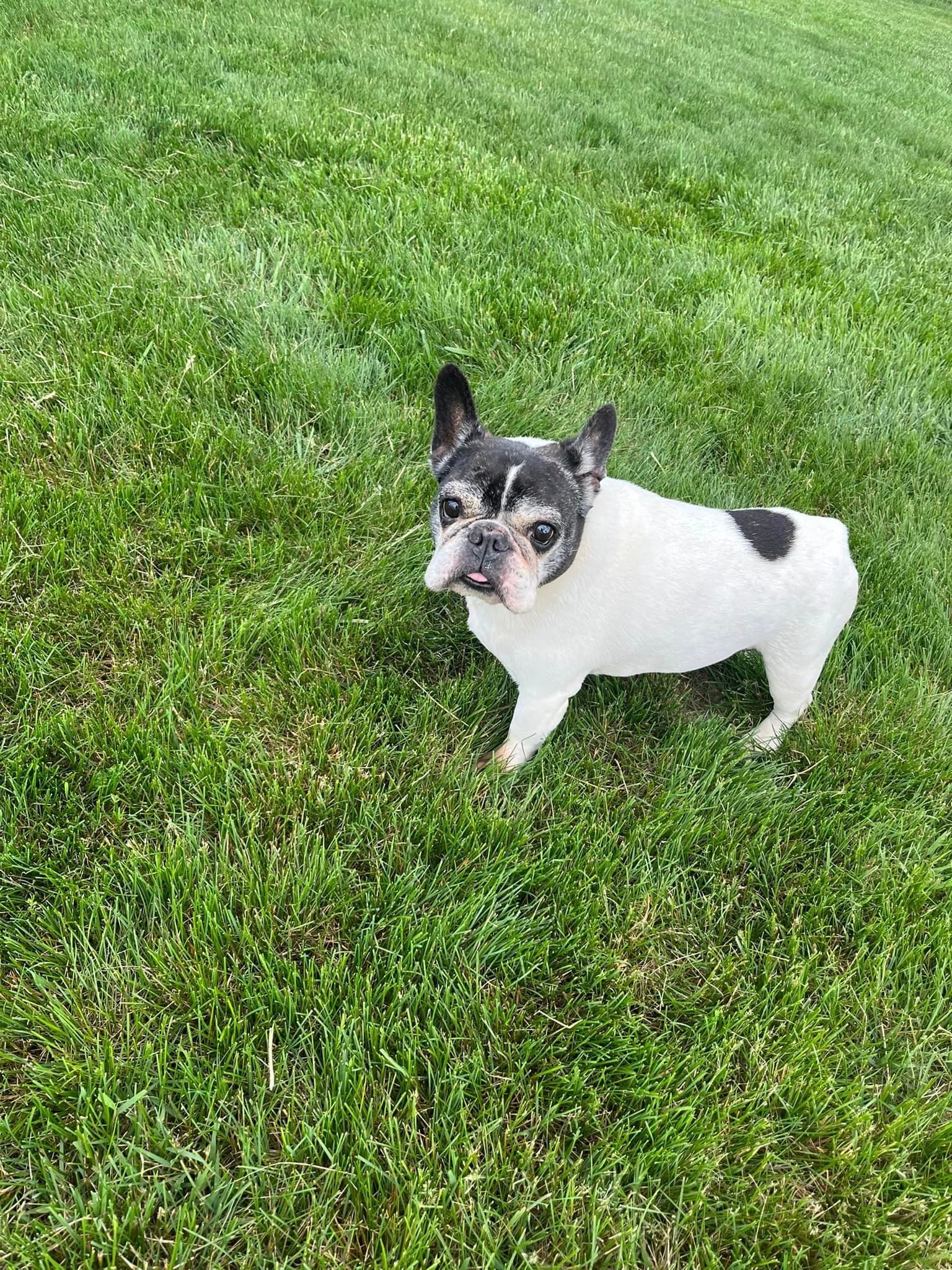 a black and white french bulldog is standing in the grass .