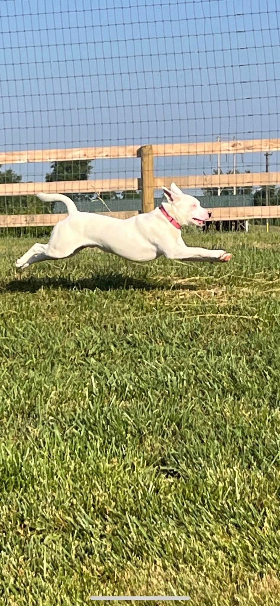 a white dog is running through a grassy field next to a wooden fence .