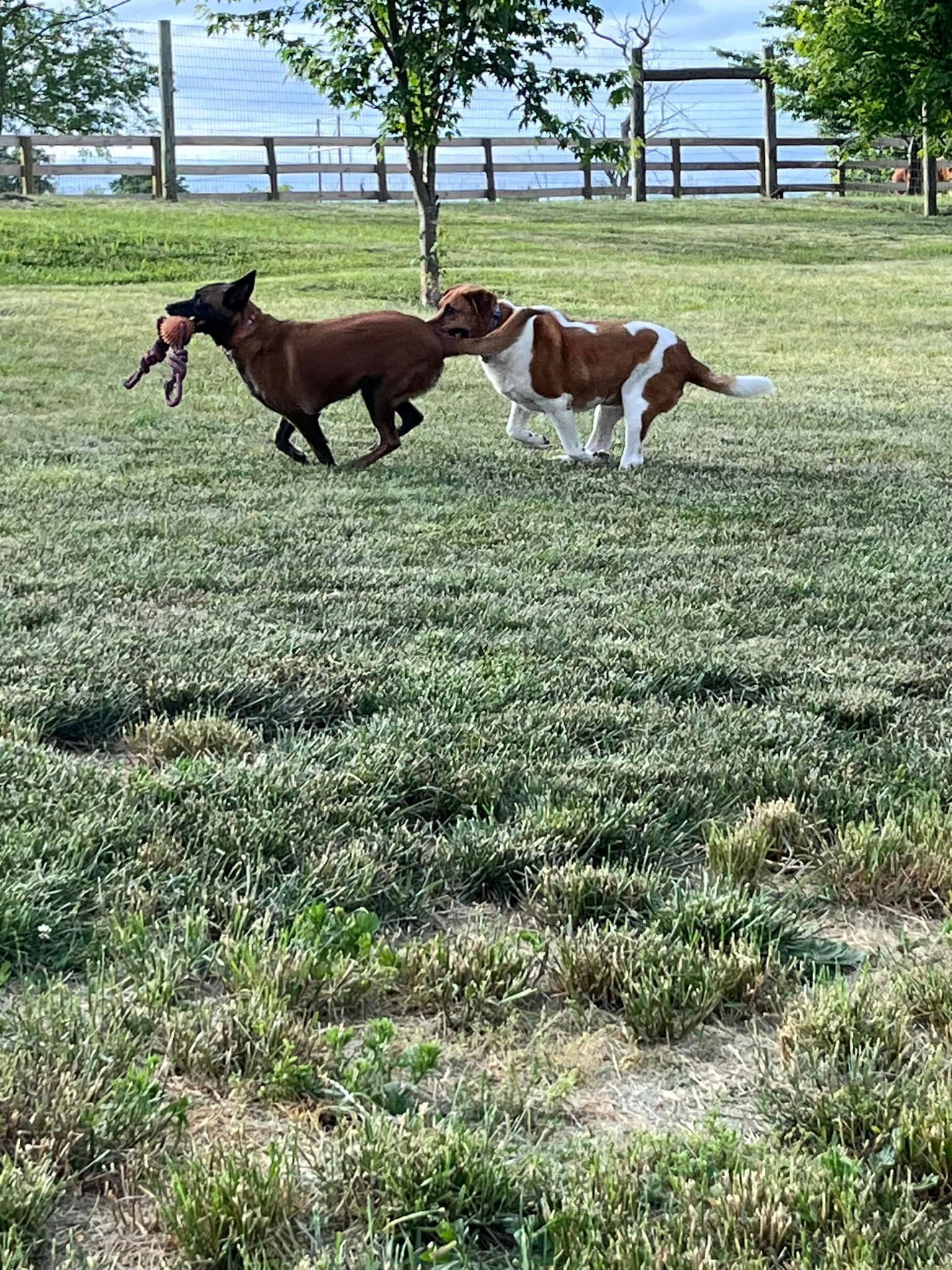 two dogs are running in a grassy field.