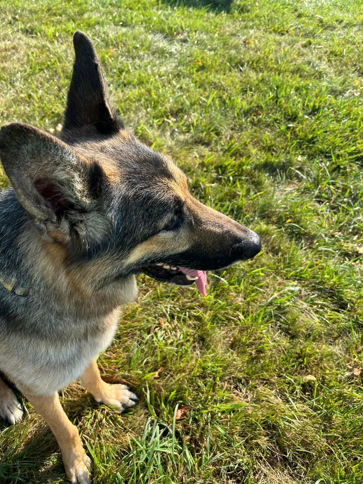 a german shepherd dog is standing in the grass with its tongue out .